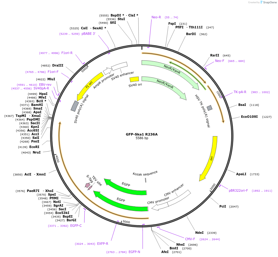 253358-plasmid-map-sequence-id-505338