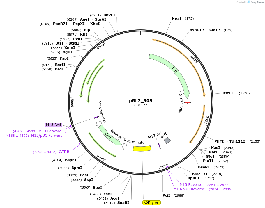 251943-plasmid-map-sequence-id-505339