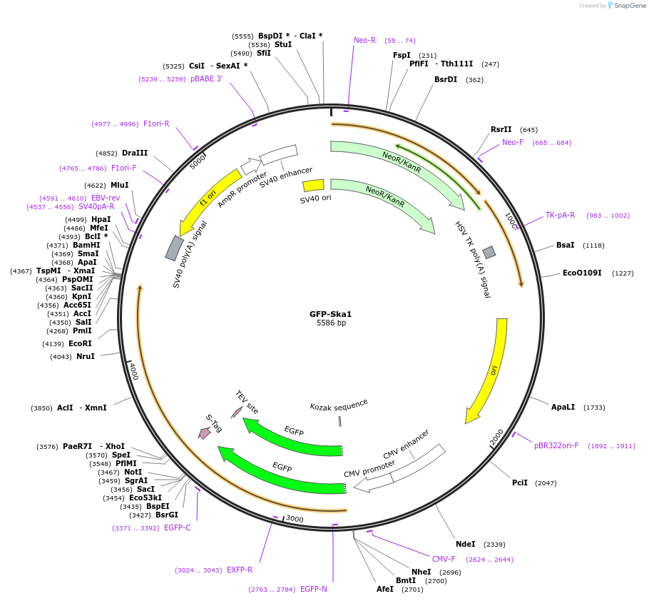 253357-plasmid-map-sequence-id-505341