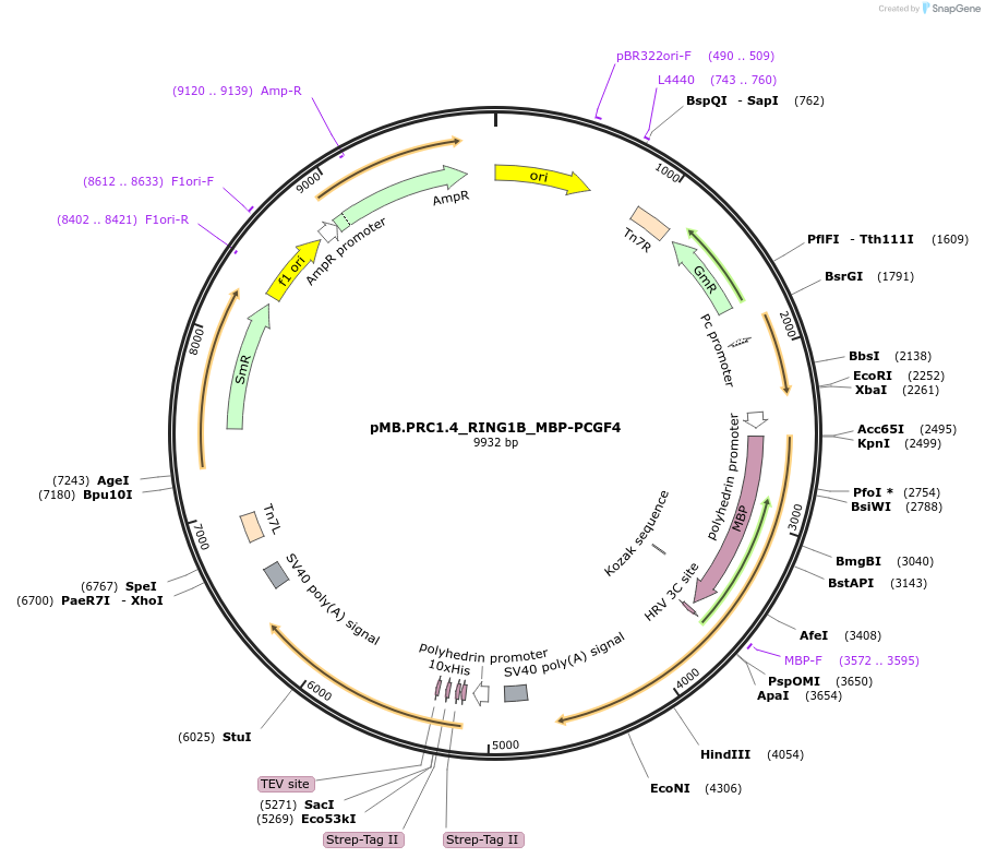 252957-plasmid-map-sequence-id-505343