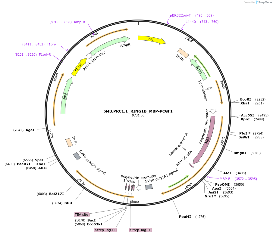 252956-plasmid-map-sequence-id-505344