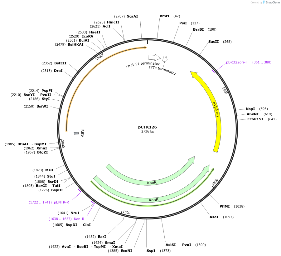 248489-plasmid-map-sequence-id-505346