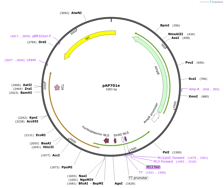 253942-plasmid-map-sequence-id-505355