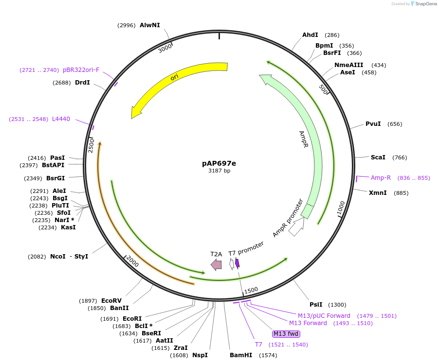 253944-plasmid-map-sequence-id-505356