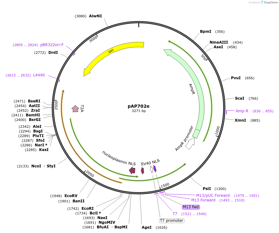 253945-plasmid-map-sequence-id-505361