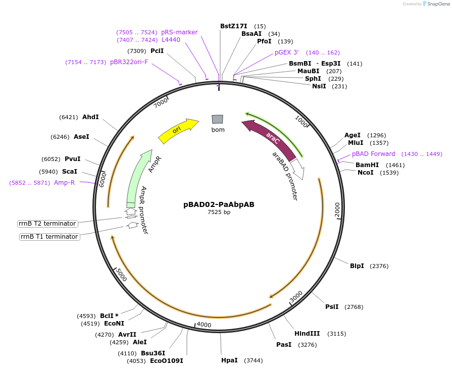 254570-plasmid-map-sequence-id-505362