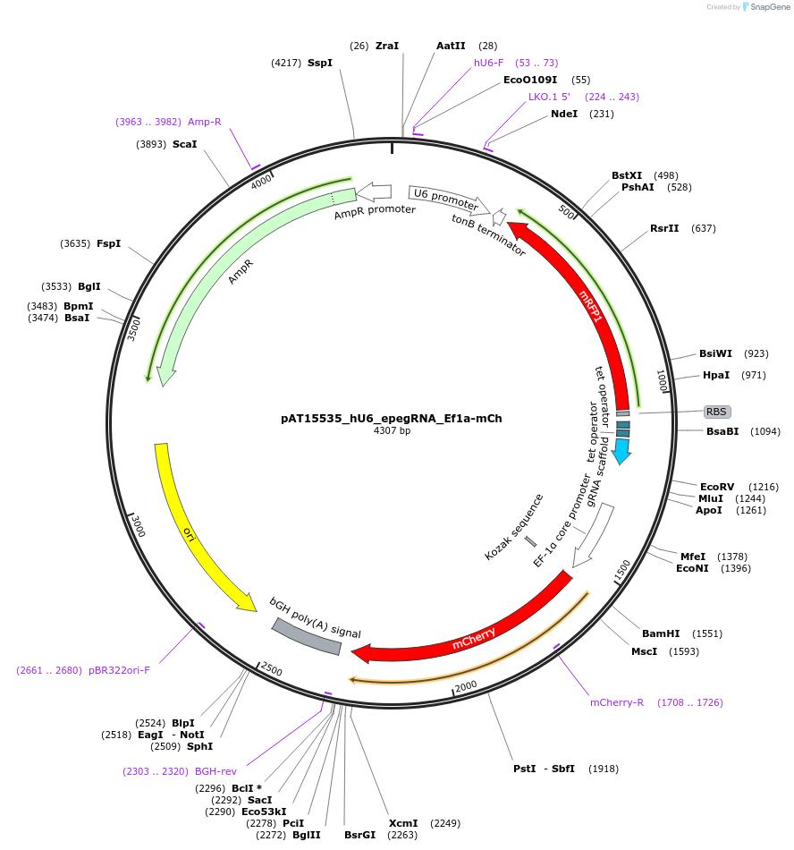 251104-plasmid-map-sequence-id-505363