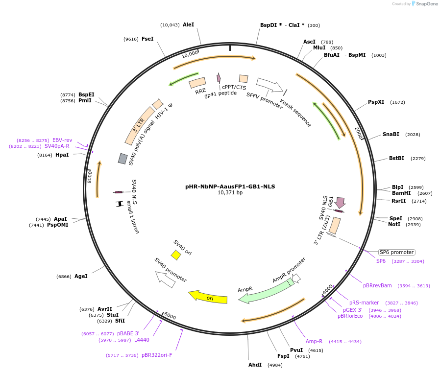 242815-plasmid-map-sequence-id-505371