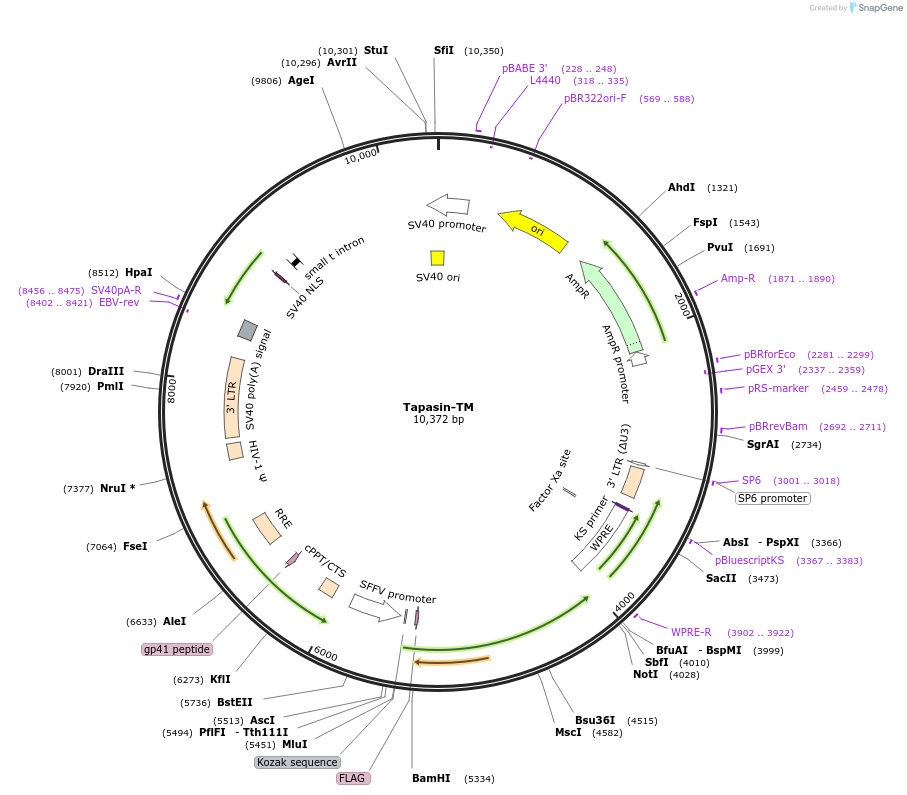 254045-plasmid-map-sequence-id-505376