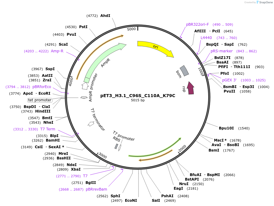 252955-plasmid-map-sequence-id-505382