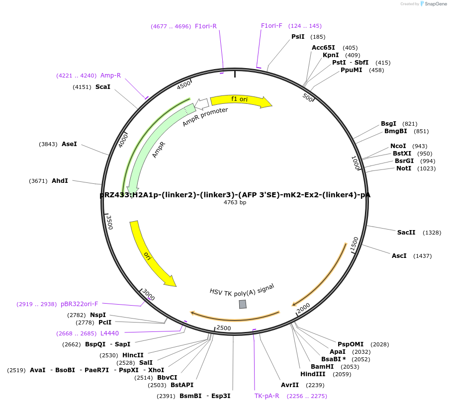 251336-plasmid-map-sequence-id-505392
