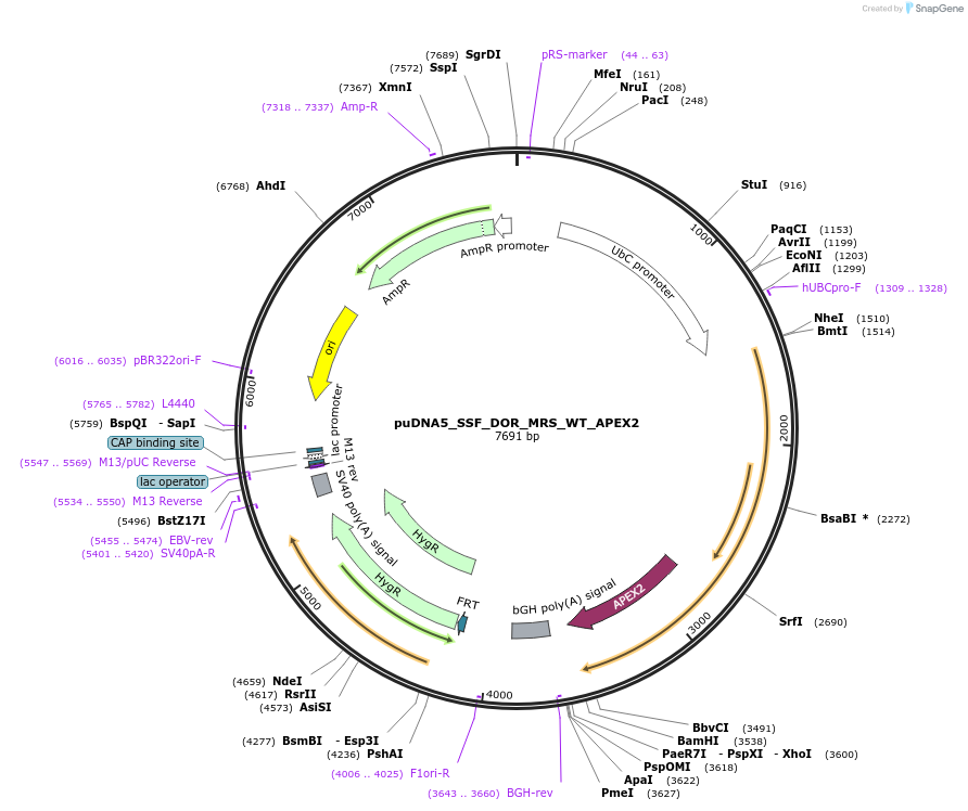 250762-plasmid-map-sequence-id-505400