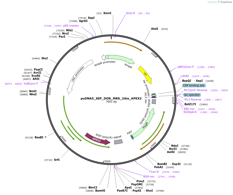 250763-plasmid-map-sequence-id-505401