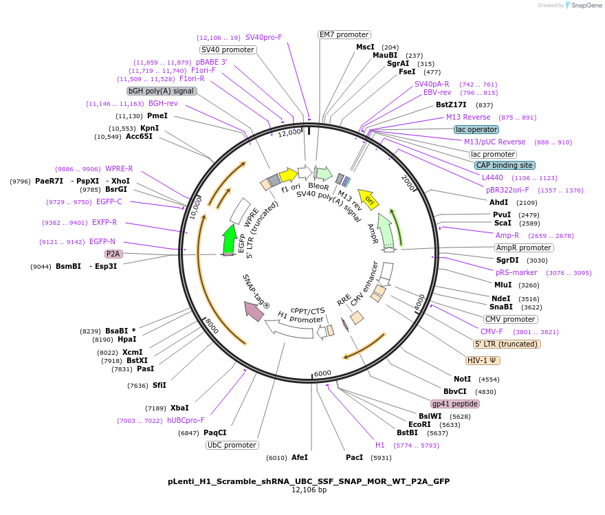 250764-plasmid-map-sequence-id-505403