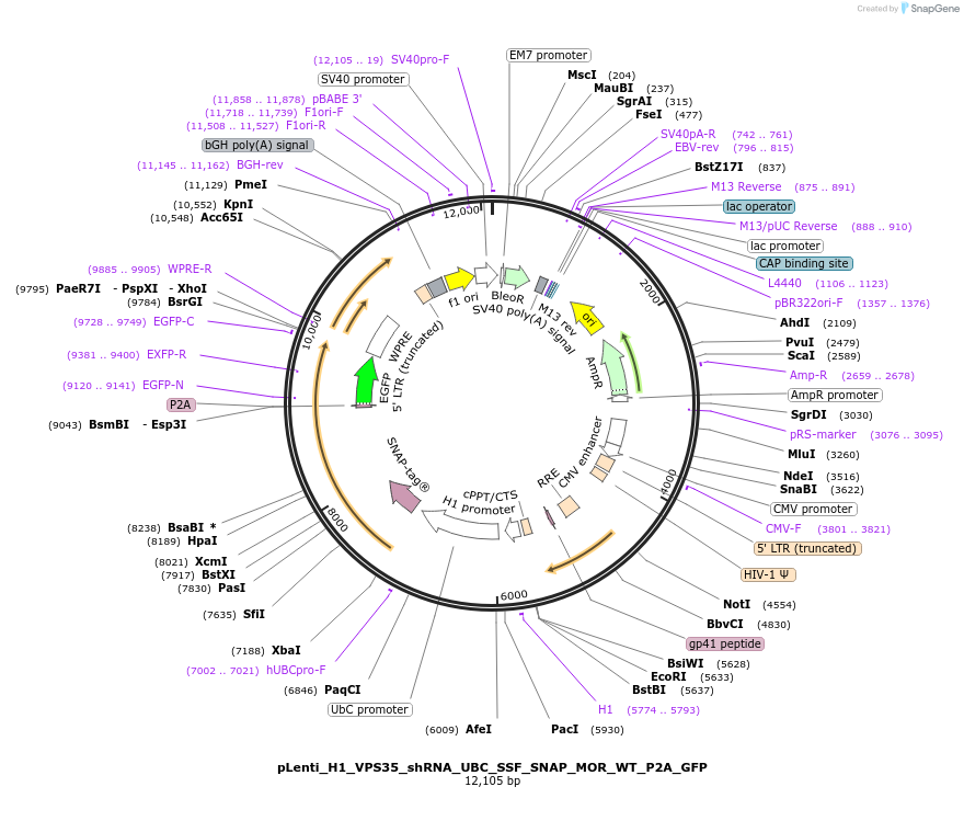 250765-plasmid-map-sequence-id-505404