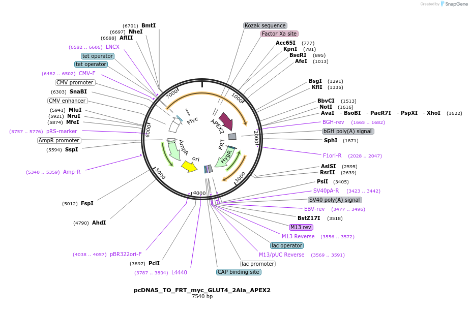 250767-plasmid-map-sequence-id-505405
