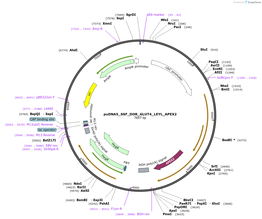 250768-plasmid-map-sequence-id-505406