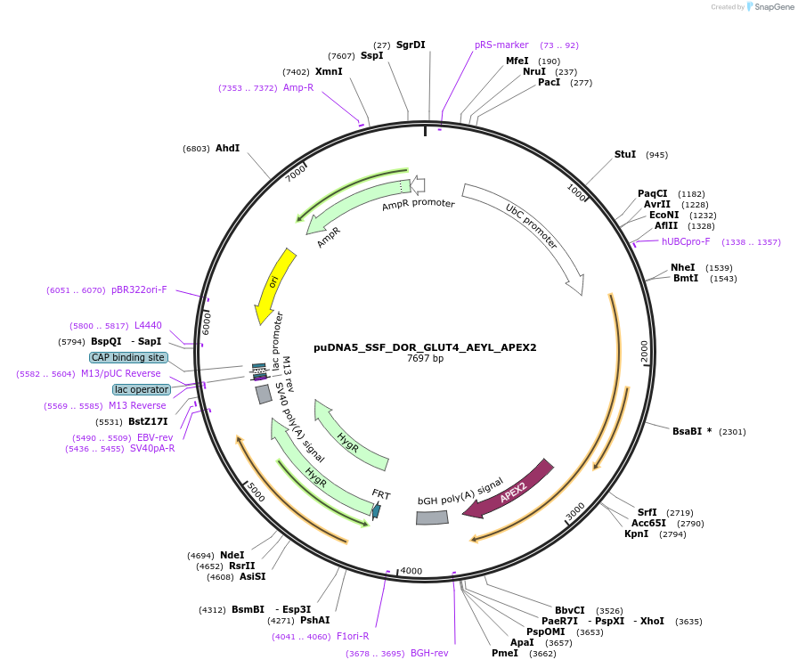 250769-plasmid-map-sequence-id-505407