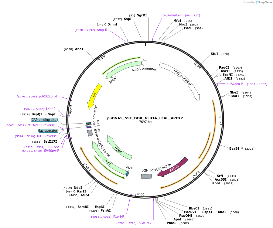 250770-plasmid-map-sequence-id-505408