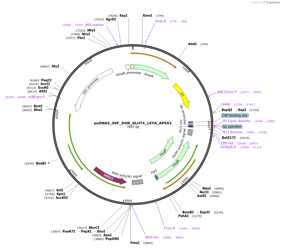 250771-plasmid-map-sequence-id-505409