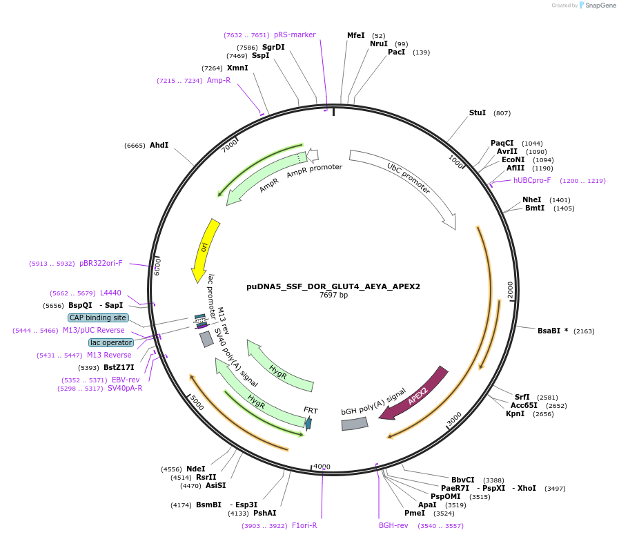 250772-plasmid-map-sequence-id-505410