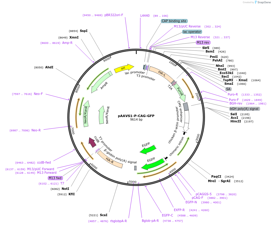 80491-plasmid-map-sequence-id-505411