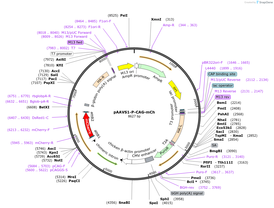80492-plasmid-map-sequence-id-505412