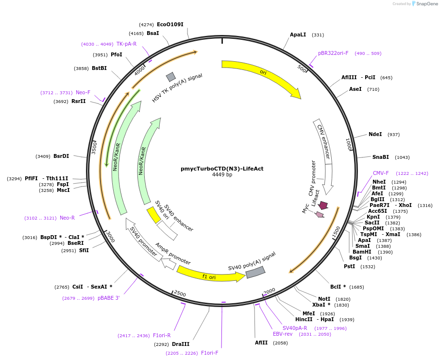 253065-plasmid-map-sequence-id-505513
