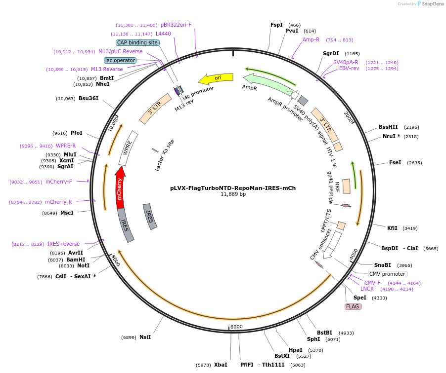 253077-plasmid-map-sequence-id-505515