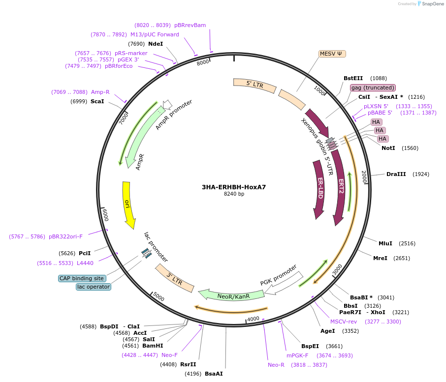 253603-plasmid-map-sequence-id-505517