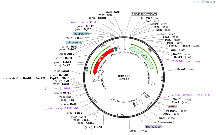 253199-plasmid-map-sequence-id-505518