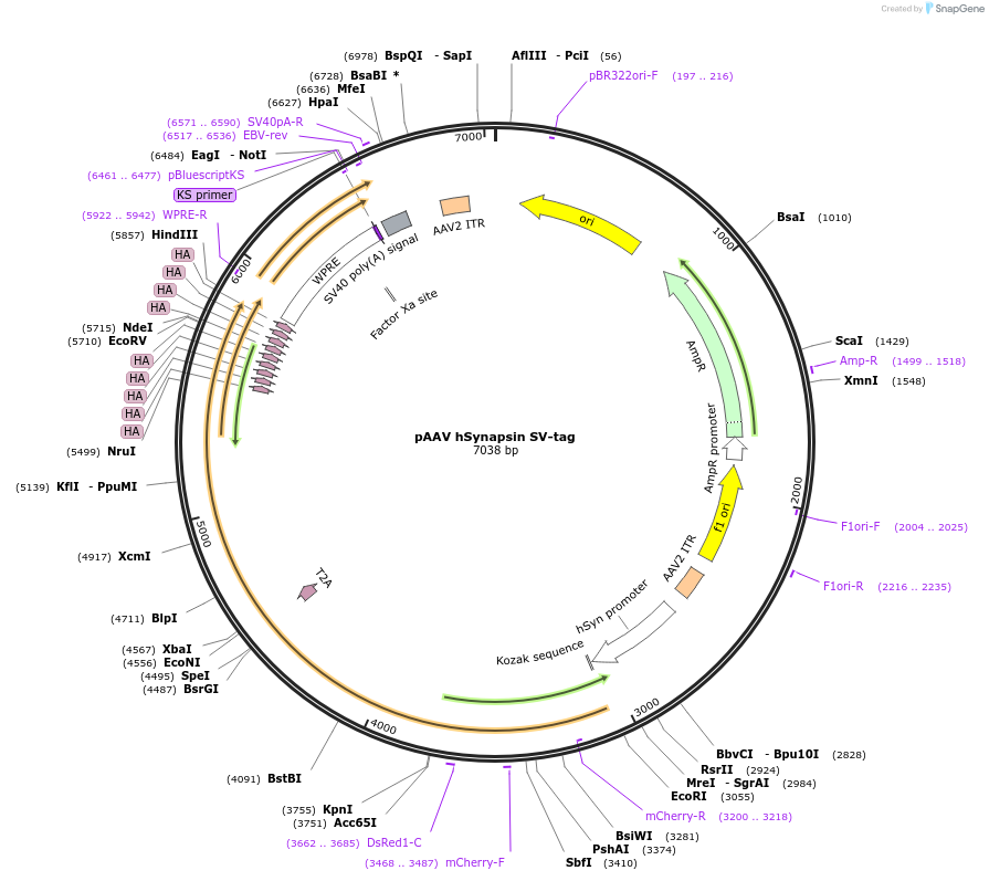 163685-plasmid-map-sequence-id-505538