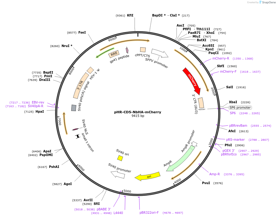 242817-plasmid-map-sequence-id-505548