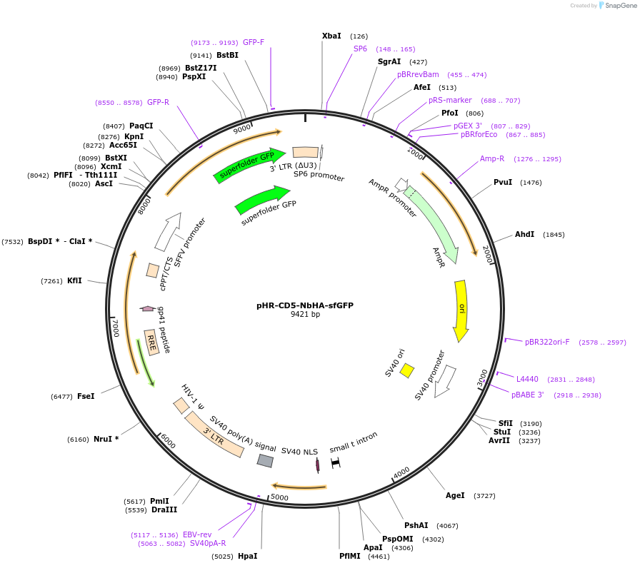 242818-plasmid-map-sequence-id-505549