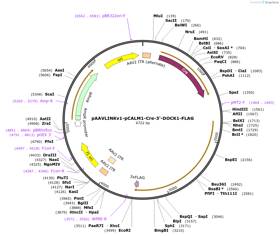 244367-plasmid-map-sequence-id-505568