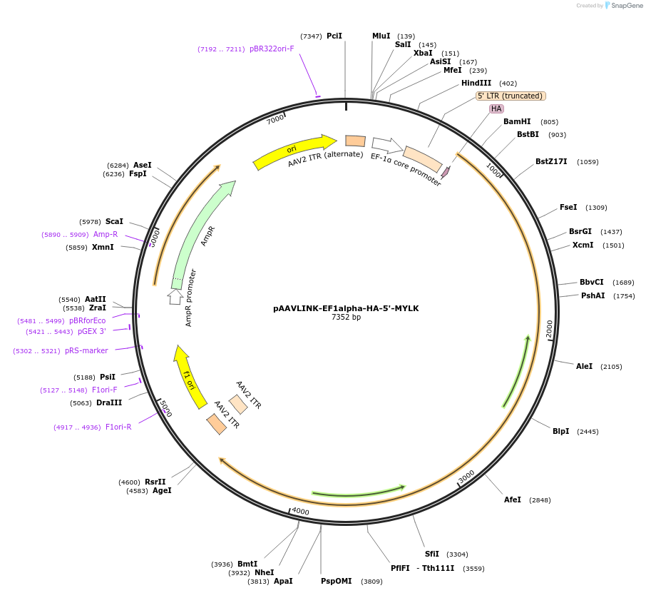 244404-plasmid-map-sequence-id-505572