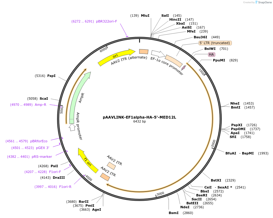 244430-plasmid-map-sequence-id-505599