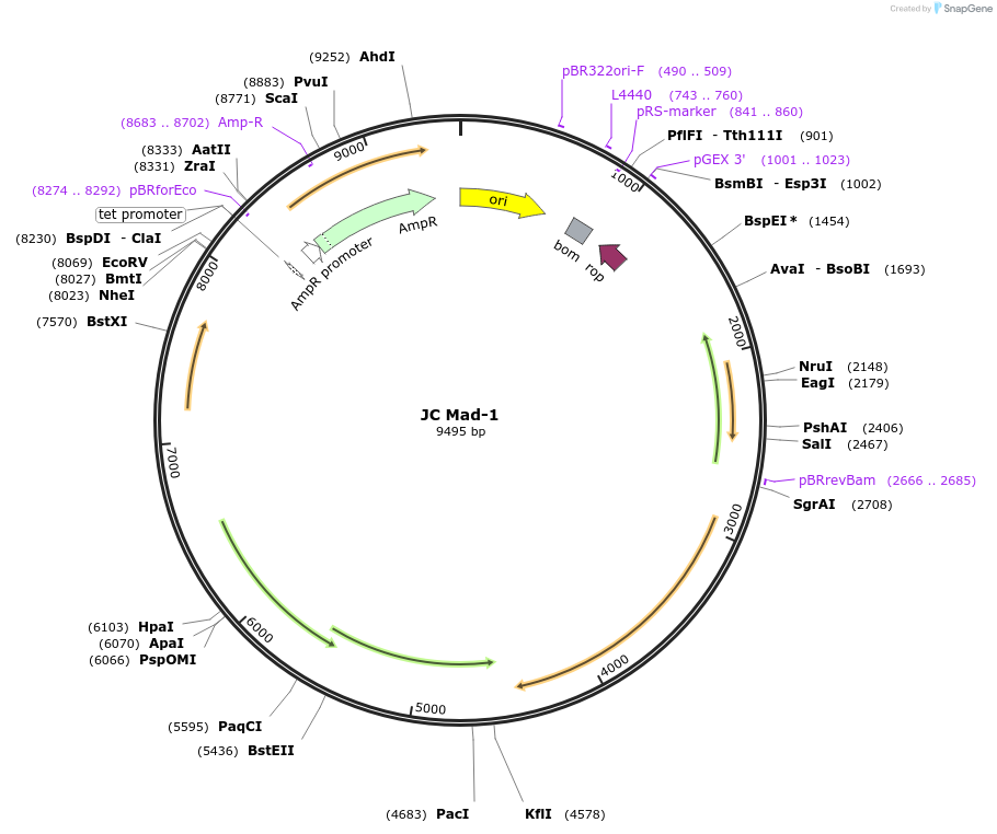 25626-plasmid-map-sequence-id-505609