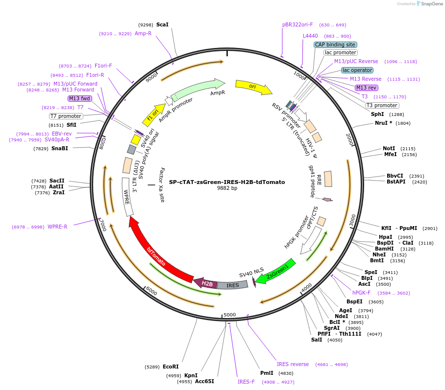 254722-plasmid-map-sequence-id-505615