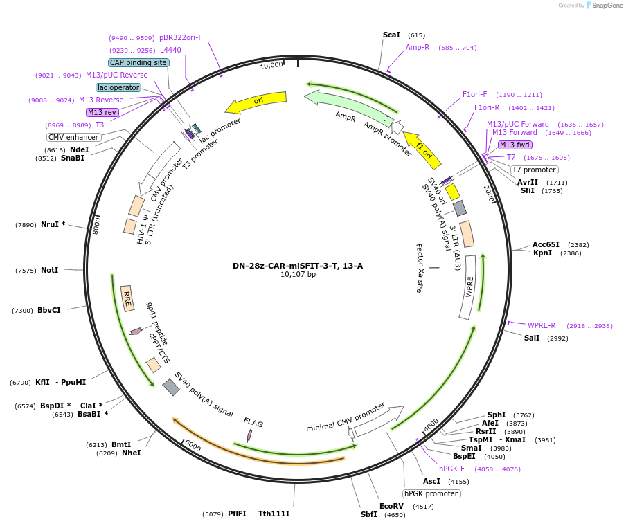 221632-plasmid-map-sequence-id-505634
