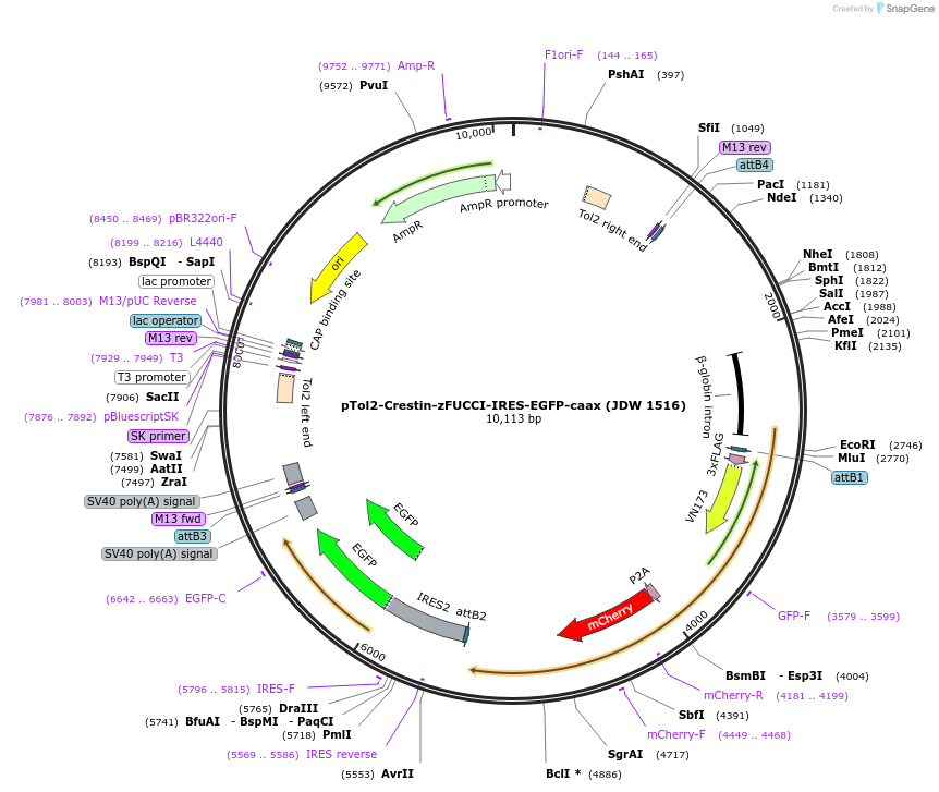 242601-plasmid-map-sequence-id-505637