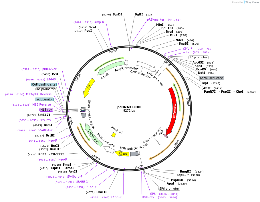 252093-plasmid-map-sequence-id-505660