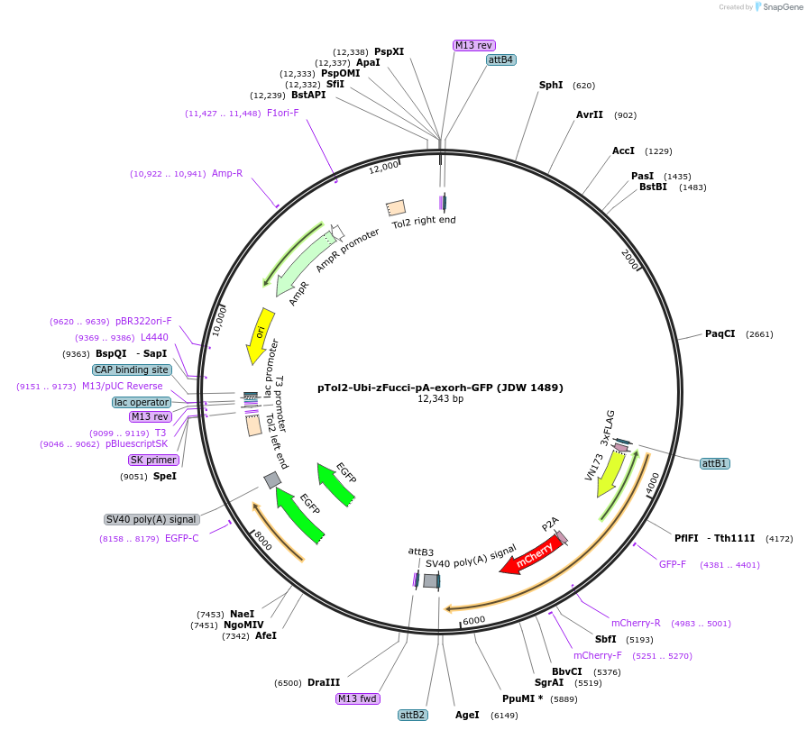 242593-plasmid-map-sequence-id-505666