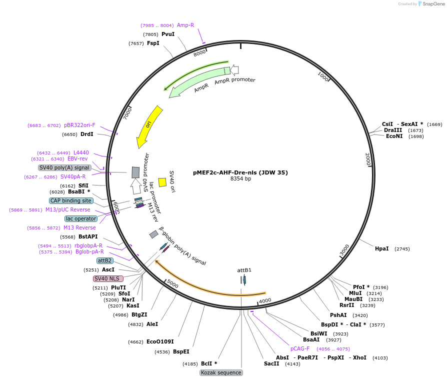 242585-plasmid-map-sequence-id-505667