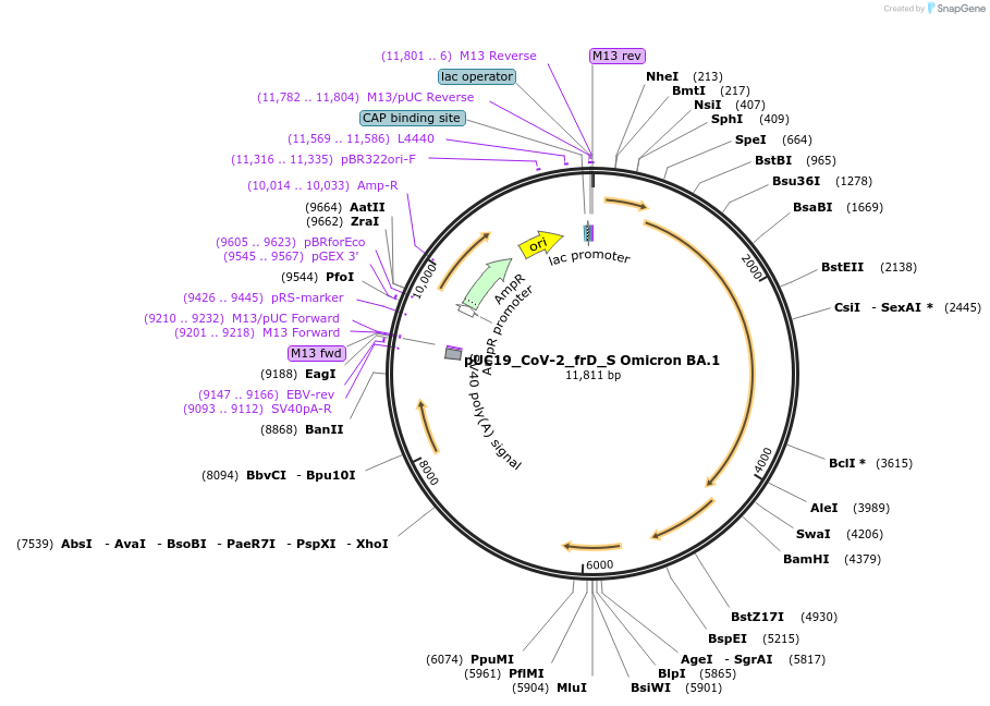 253116-plasmid-map-sequence-id-505669