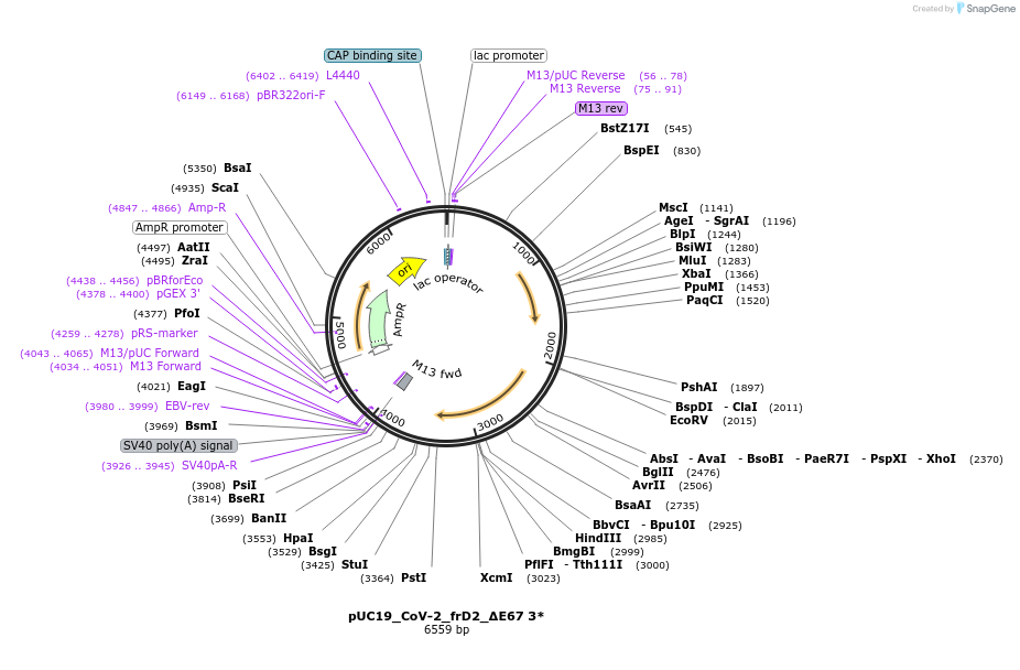 253186-plasmid-map-sequence-id-505681