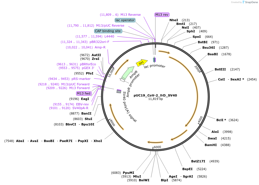 253185-plasmid-map-sequence-id-505684