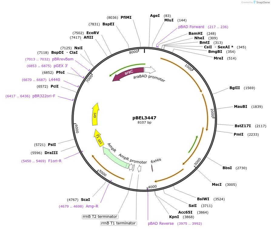 253847-plasmid-map-sequence-id-505696
