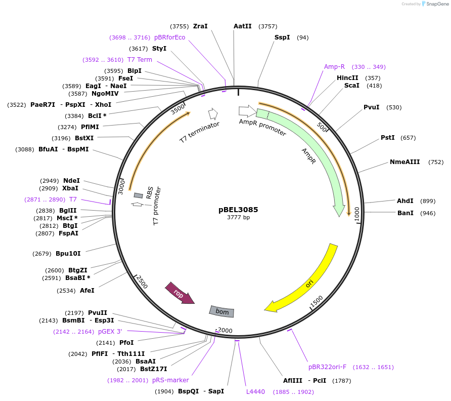 253838-plasmid-map-sequence-id-505698