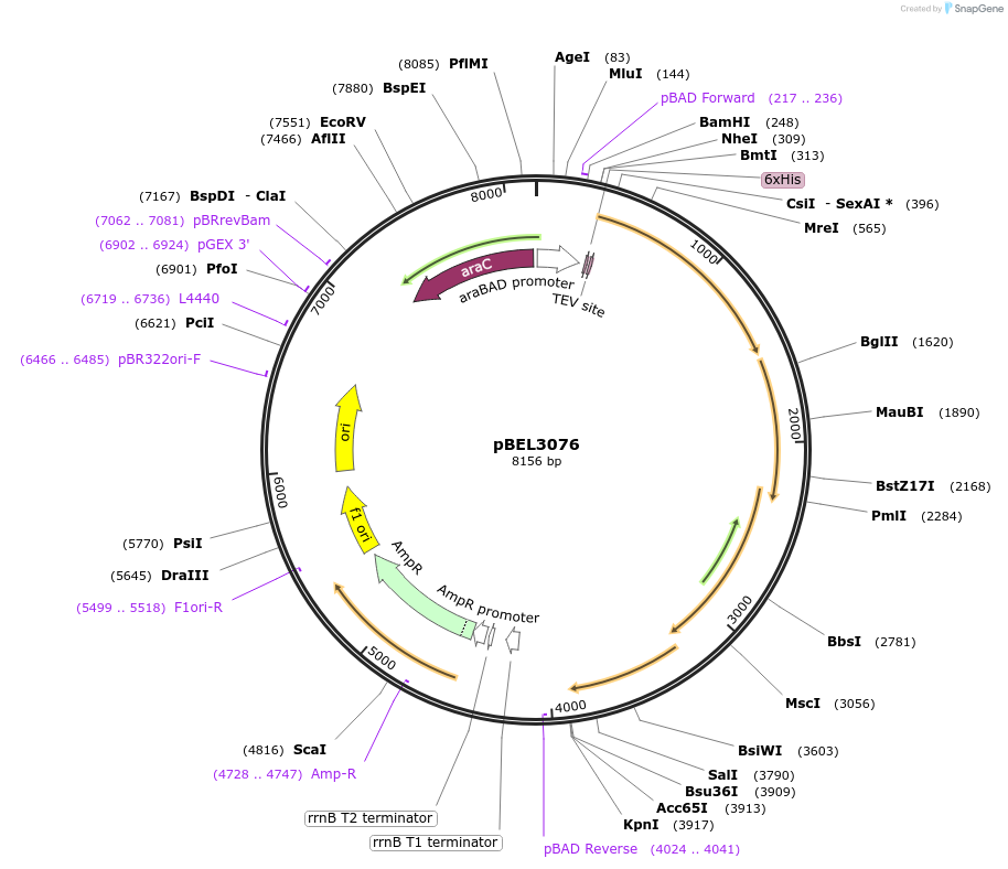 253836-plasmid-map-sequence-id-505701